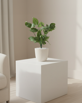 Artificial Striped Foliage Plant Set of 2 25cm (1ft)